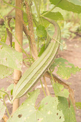 Angled loofah, Luffa is a genus of tropical and subtropical vines in the cucumber family.