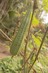 Angled loofah, Luffa is a genus of tropical and subtropical vines in the cucumber family.