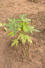 Papaya tree, The papaya, papaw, or pawpaw is the plant Carica papaya