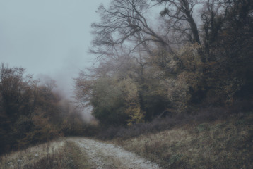 Fototapeta na wymiar Rocky road leading to scary, misty forest