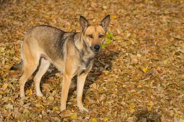 Outdoor portrait of cute stray female dog