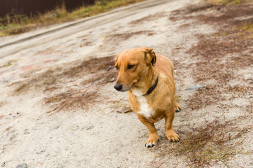 Cute cross-breed short-legged dog waiting for the master on an earth road
