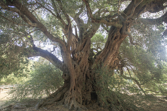 Antico ulivo millenario di Luras in Sardegna dell'et&agrave; di 4000 anni