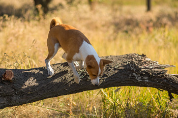 Wild Basenji dog jumping off a fallen tree