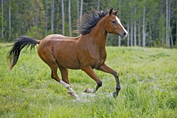 Bay Arabian Horse, two year old galloping at summer pasture