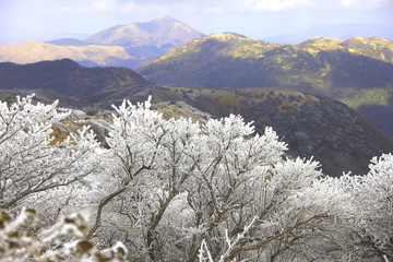 久住山の霧氷
