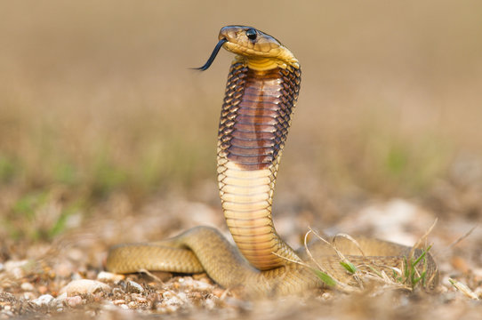 Juvenile Cape Cobra with distinctive brown band and raised hood