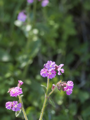 Frühlingsblüte