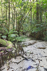 QE FI Rainforest Creek Vert