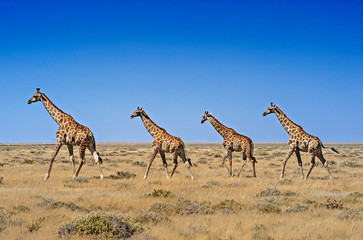 Four giraffes in Etosha NP
