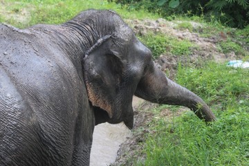Elephant joy