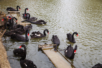 flock of cute black swans swimming in a pond