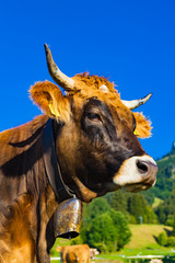 view of cow in grassland (bavaria)