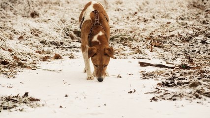 Dog is looking for food in the snow in winter in the woods