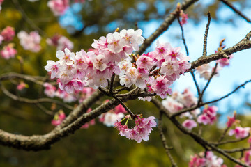 Obraz premium 寒緋桜