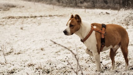 Cute puppy watching winter in winter