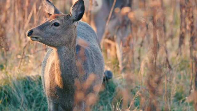 Hokkaido Sika Deer,in Shiretoko National Park,Hokkaido,Japan,Filmed in 4K