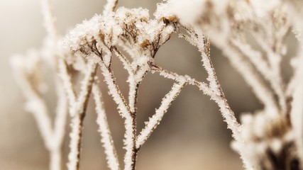 Frozen wildflowers in nature in a meadow covered in snow