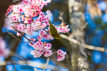 寒緋桜とメジロ