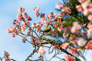 寒緋桜とメジロ