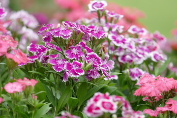 Purple and White Flowers In Bloom