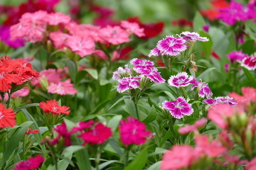 Colourful Flowers In Bloom