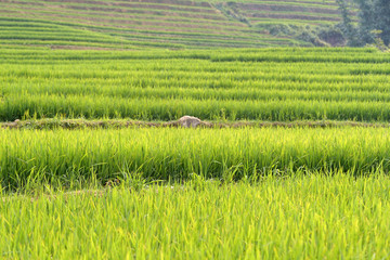 Obraz premium Rice fields