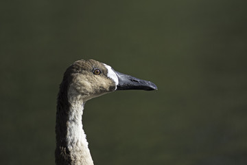 Swan goose bird Anser cygnoides in profile with copy space. Ideal wildlife poster image