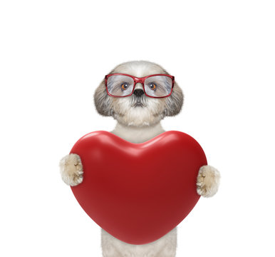 Cute Valentine Dog In Glasses With Heart