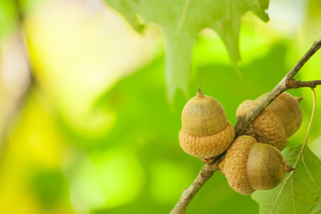 Acorns. Selective focus.