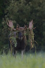 Moose bull with dressed up antlers