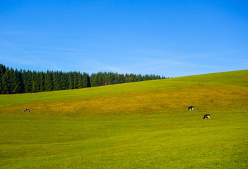 Fototapeta premium Hügel im Schwarzwald