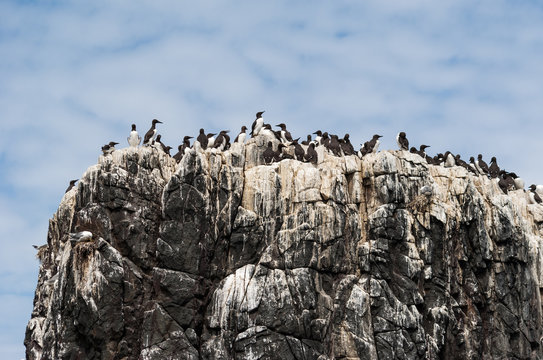 Nesting guillemots in Northumberland
