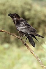Common raven. crow. Corvus corax