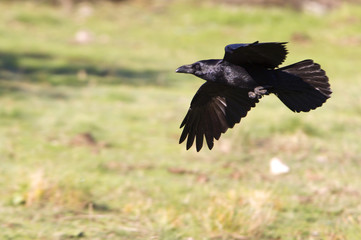 Common raven flying. Corvus corax