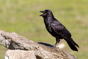 Obraz premium Common raven. crow. Corvus corax