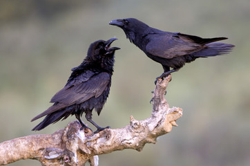 Male and female of Common raven in mating season. Corvus corax