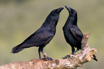 Male and female of Common raven in mating season. Corvus corax