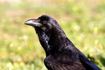 Common raven. crow. Corvus corax