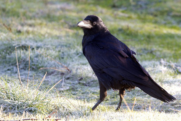 Common raven. Corvus corax