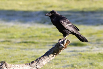 Fototapeta premium Common raven. crow. Corvus corax