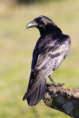  Common raven. Corvus corax