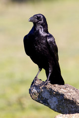 Common raven. Corvus corax