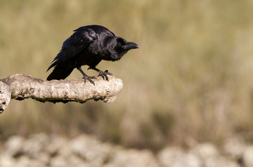 Common raven. Corvus corax
