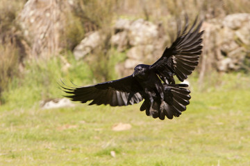 Common raven flying. Corvus corax