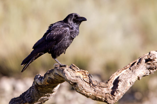 Common raven. crow. Corvus corax