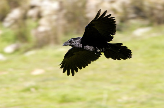 Common raven flying. Corvus corax