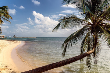 Bent palm tree in tropical beach scene