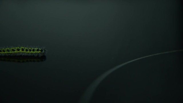 Caterpillar walks on dark background