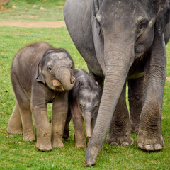 Asian elephants with calves in the zoo